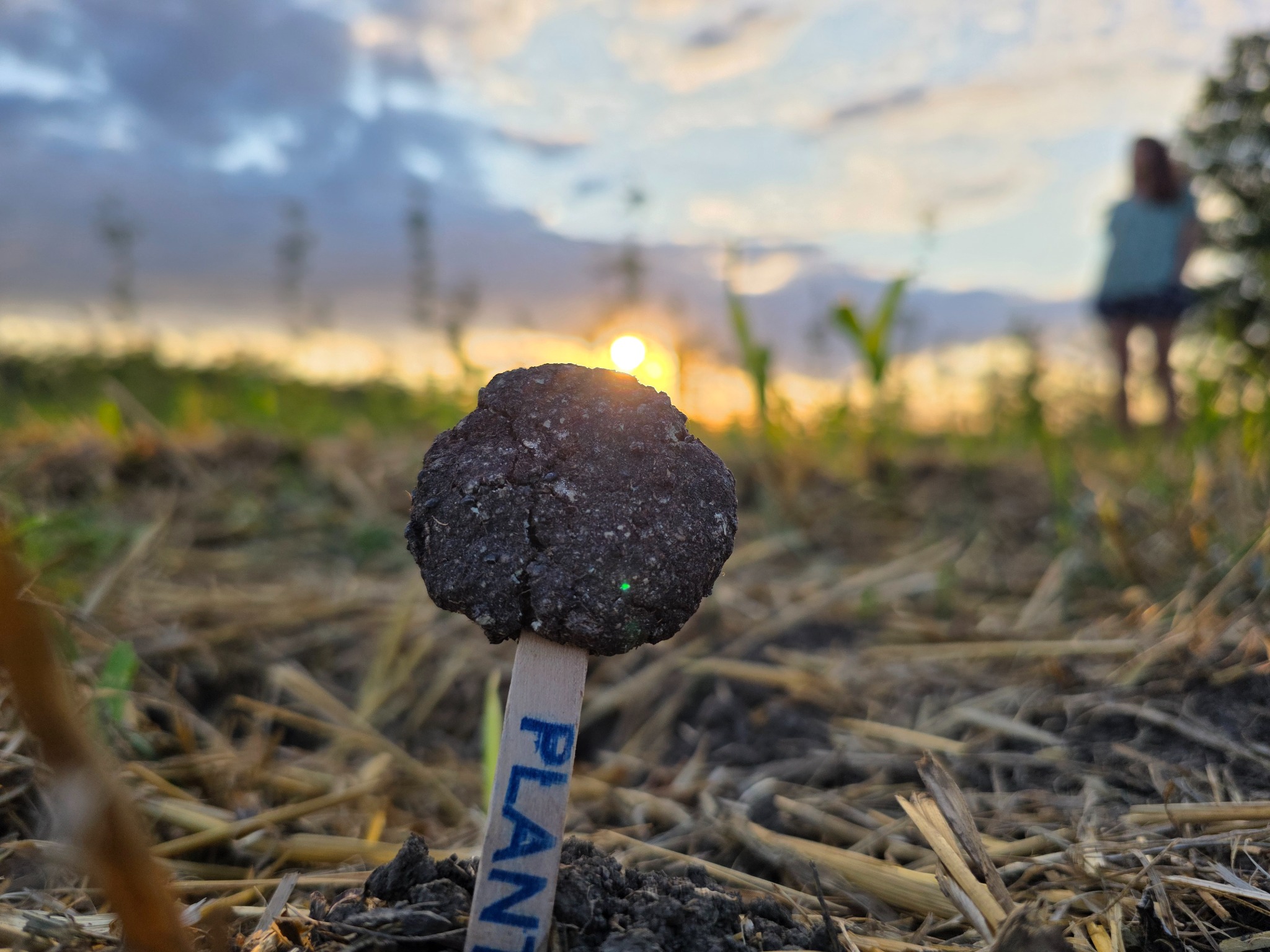 Loli pop sadnica u zemlji, u suton na Sunčanom salašu