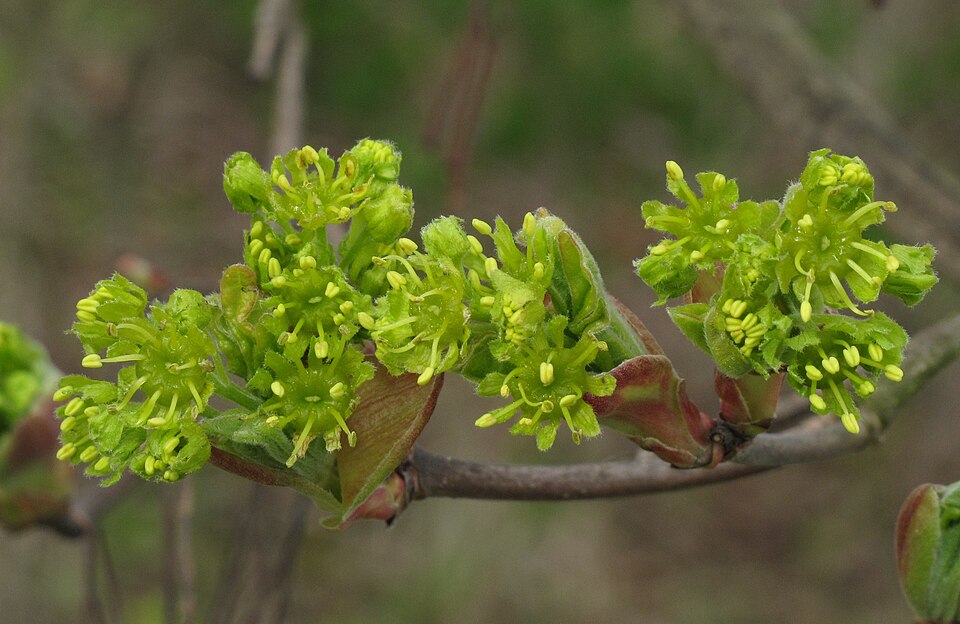 Poljski javor — Acer campestre
