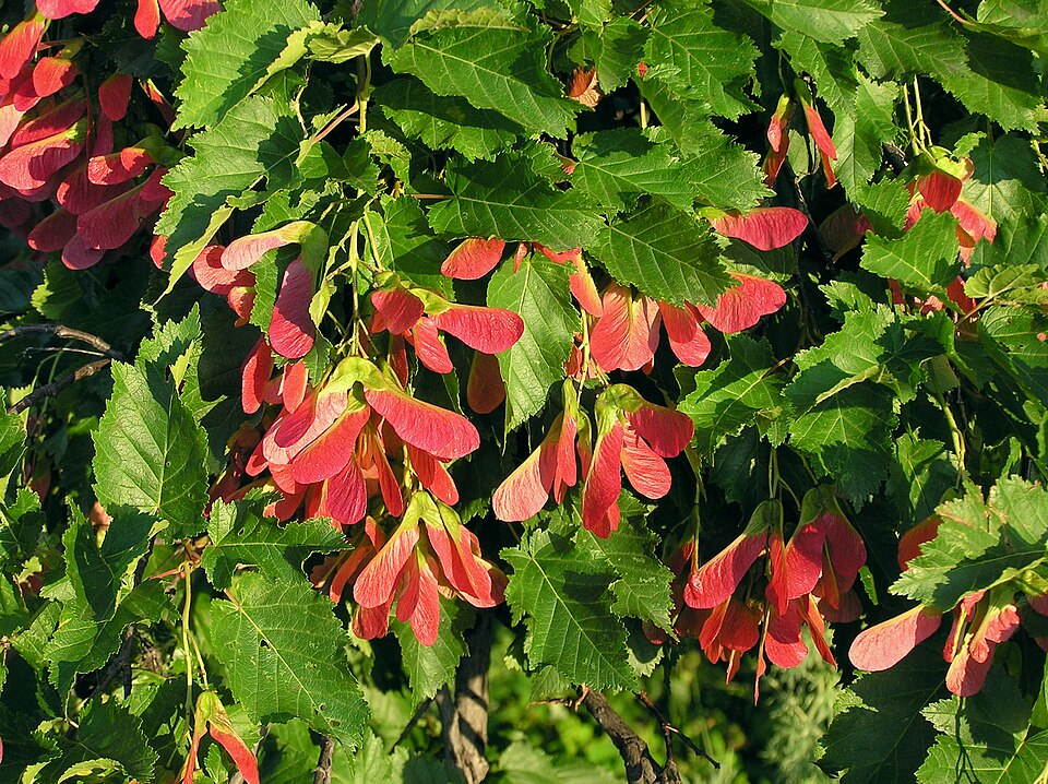 Tatarski javor — Acer tataricum