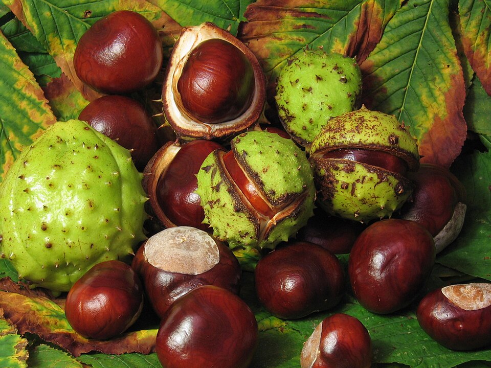 Divlji kesten — Aesculus hippocastanum