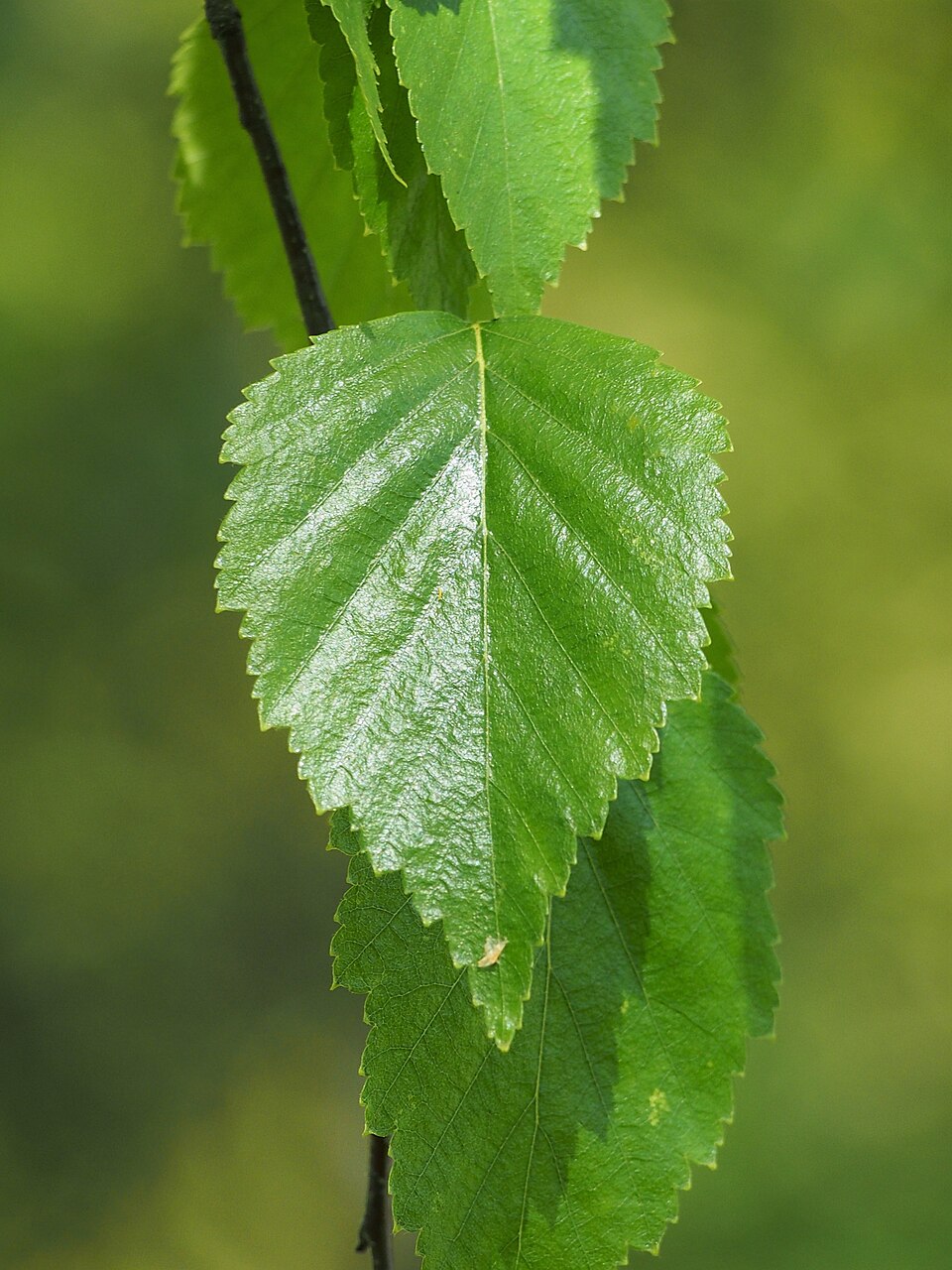 Breza — Betula alba