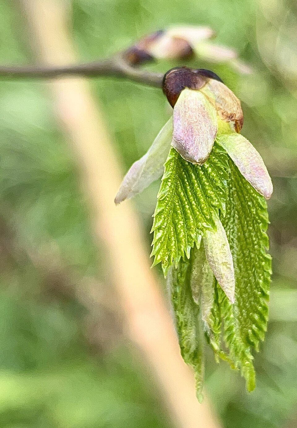 Grab — Carpinus betulus