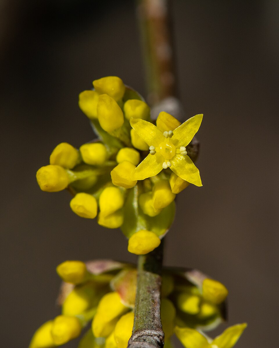 Dren — Cornus mas
