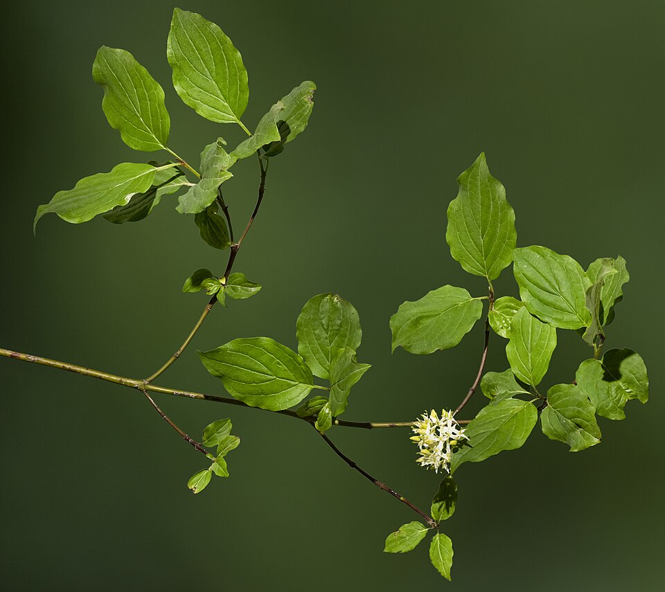Crveni dren — Cornus sanguinea