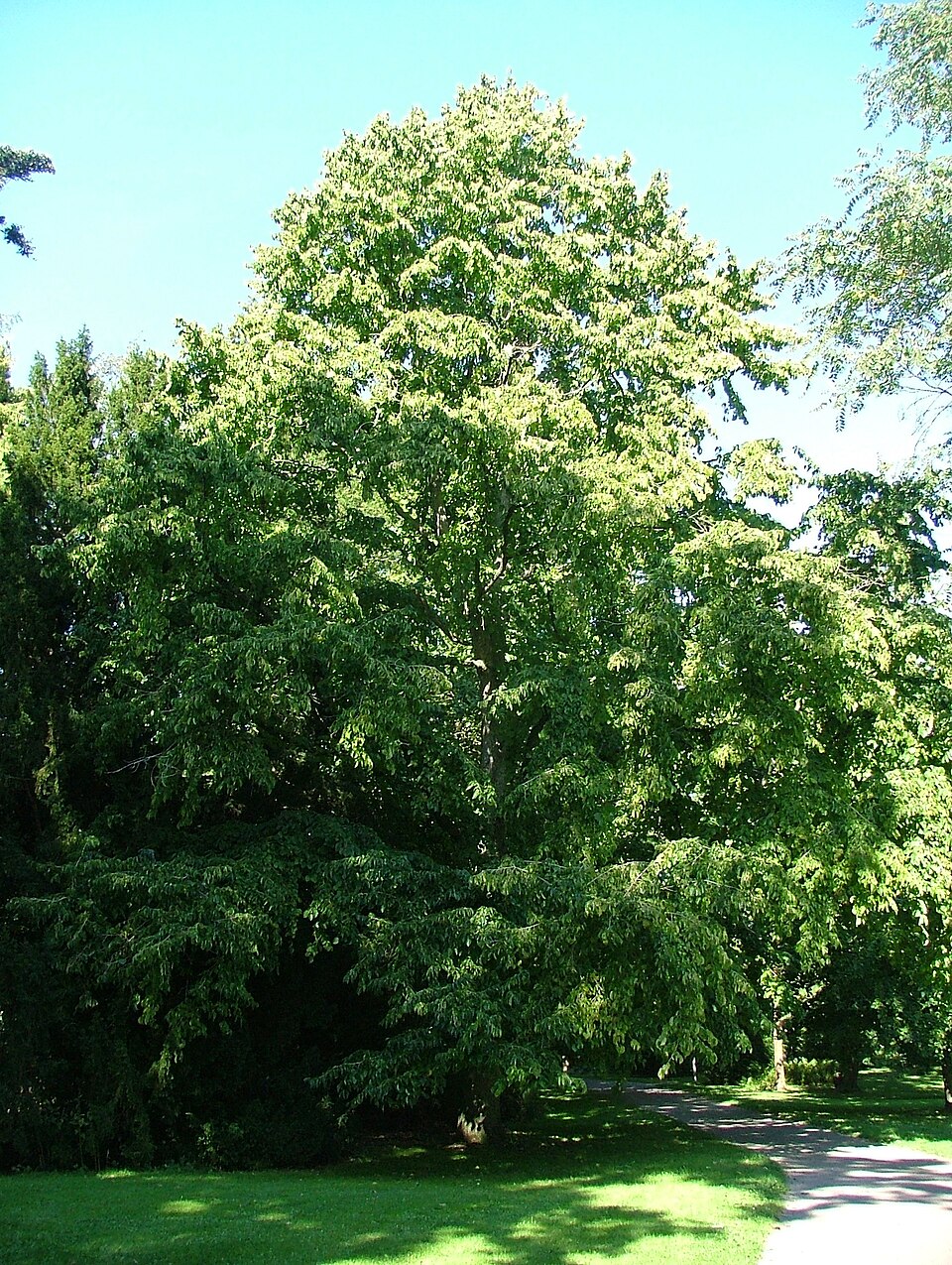 Mečija leska — Corylus colurna