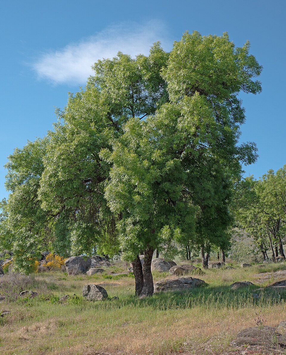 Poljski jasen — Fraxinus angustifolia