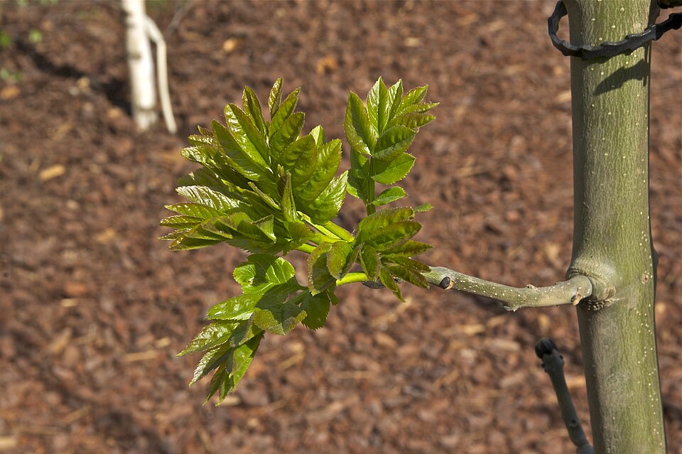 Jasen — Fraxinus excelsior