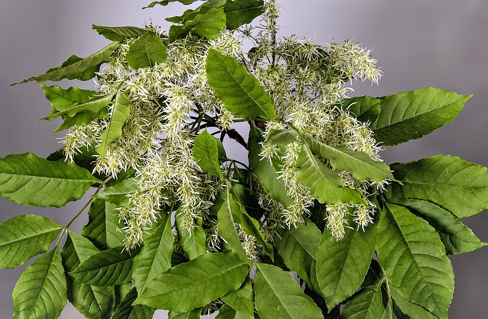 Crni jasen — Fraxinus ornus
