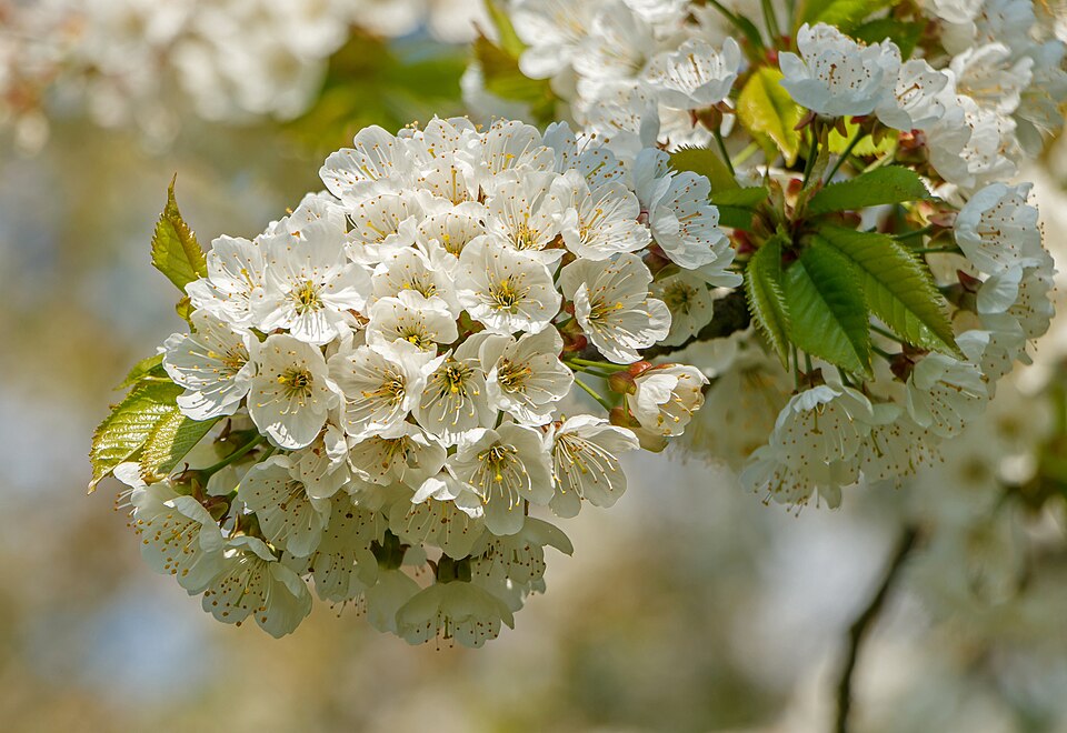 Divlja trešnja — Prunus avium