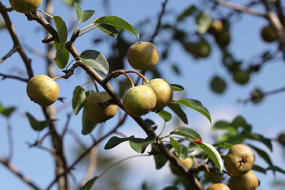 Divlja kruška — Pyrus pyraster