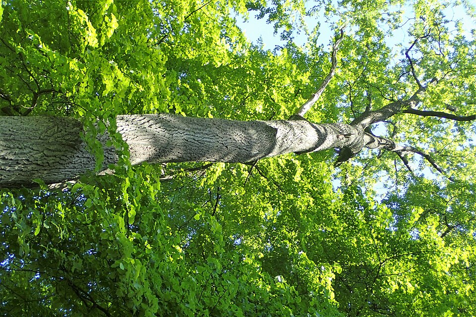 Cer — Quercus cerris