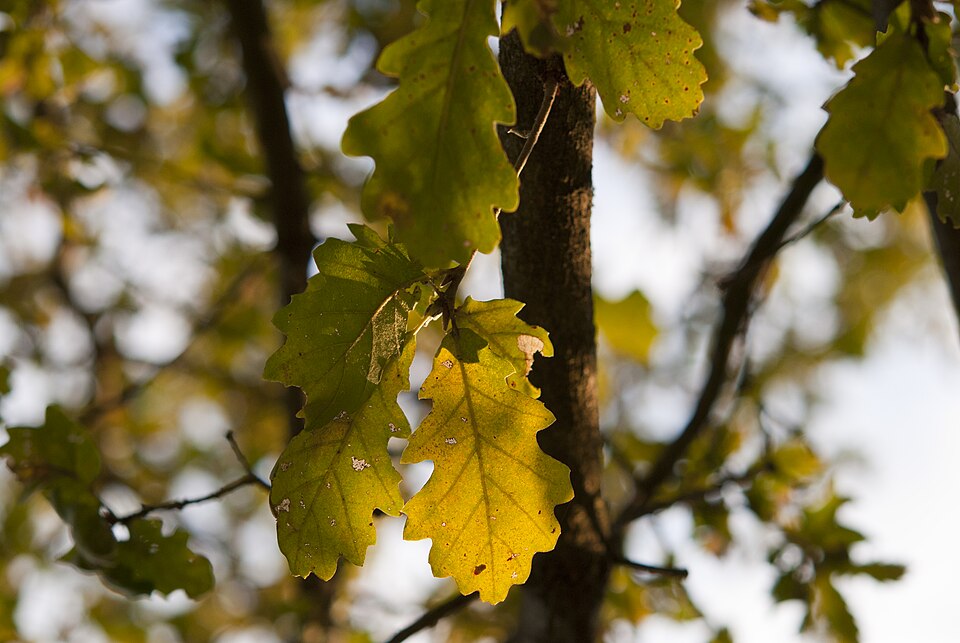 Kitnjak — Quercus petraea