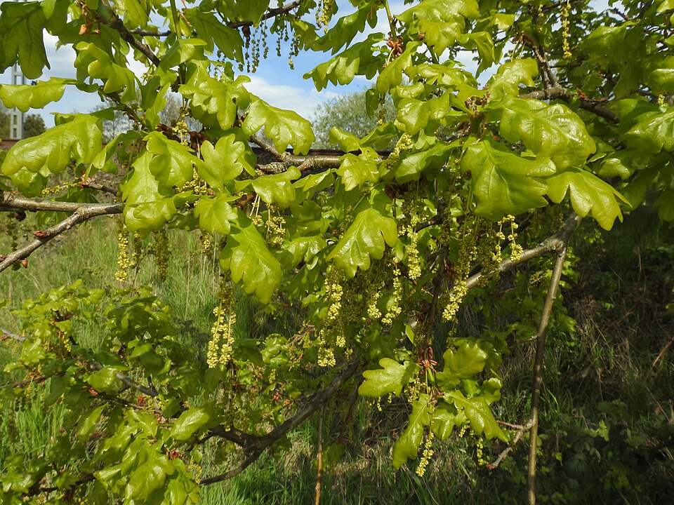 Lužnjak — Quercus robur