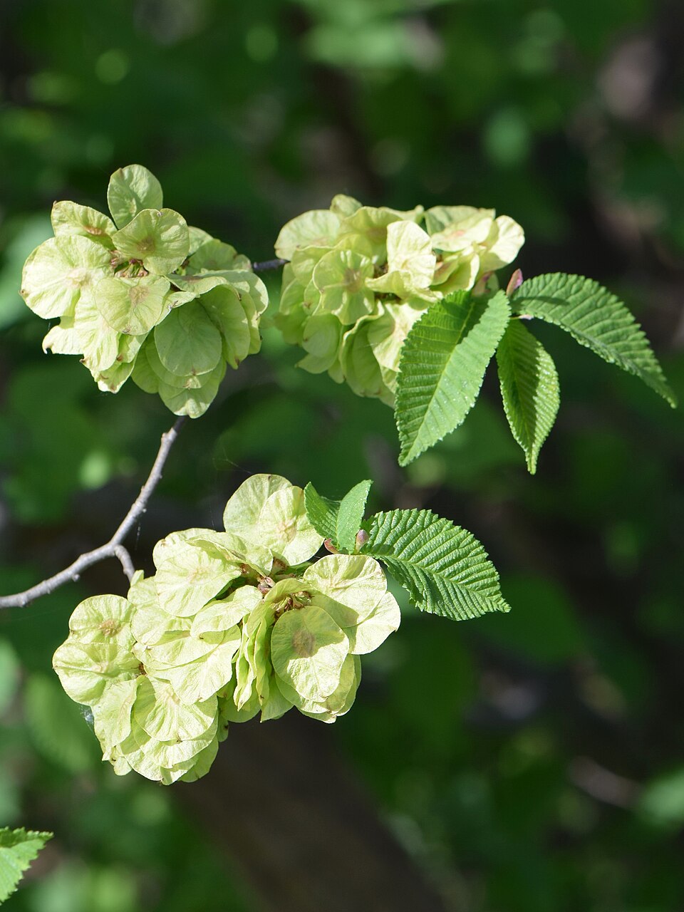 Vez — Ulmus minor